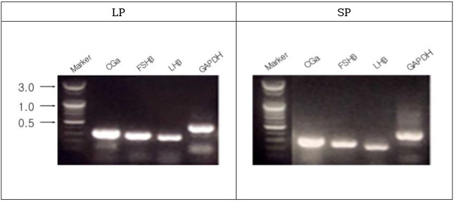 Expressions of Gonadotropin Subunit Genes in the Reproductively Inactive Golden Hamsters.