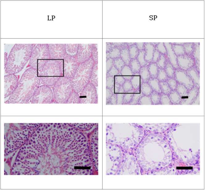 Expressions of Gonadotropin Subunit Genes in the Reproductively Inactive Golden Hamsters.