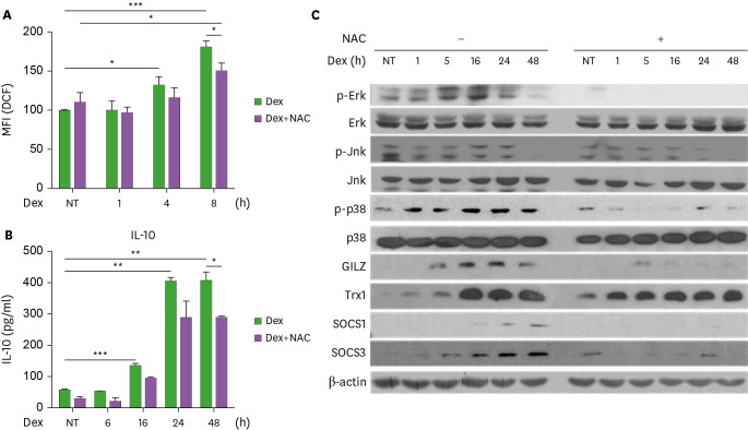 SOCS3 Attenuates Dexamethasone-Induced M2 Polarization by Down-Regulation of GILZ via ROS- and p38 MAPK-Dependent Pathways.