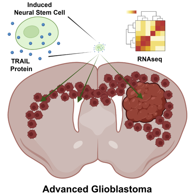 Spatiotemporal analysis of induced neural stem cell therapy to overcome advanced glioblastoma recurrence.