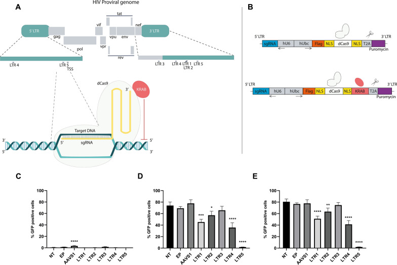 Repression of HIV-1 reactivation mediated by CRISPR/dCas9-KRAB in lymphoid and myeloid cell models.