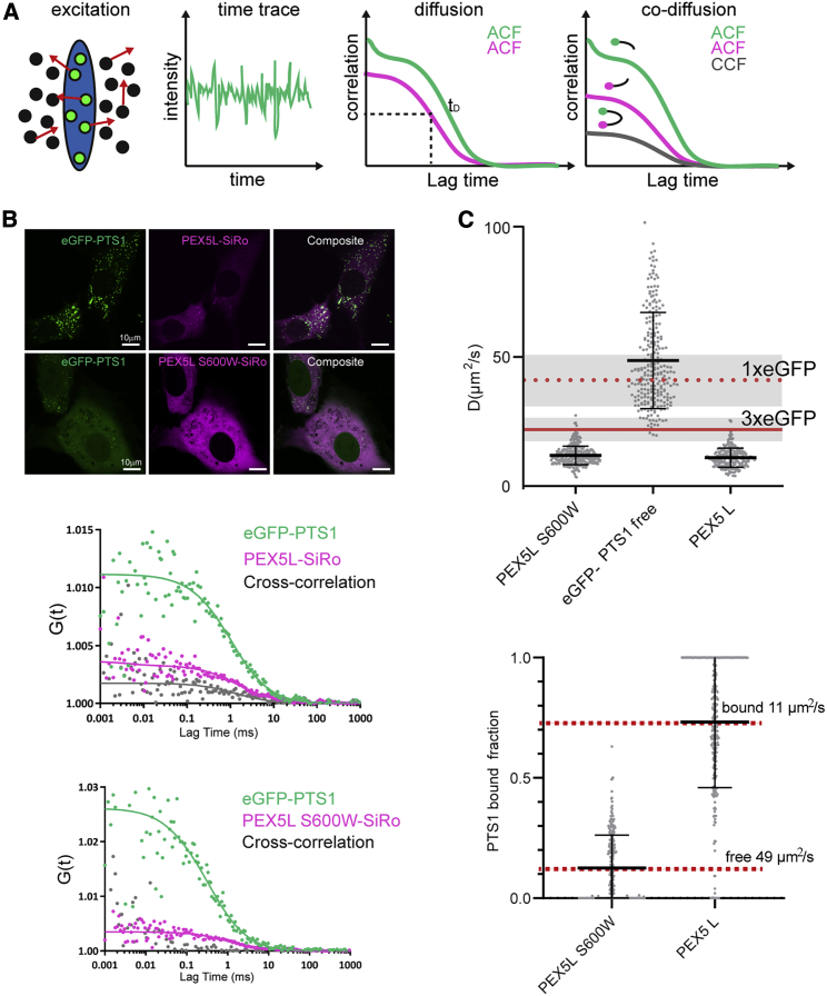 Diffusion and interaction dynamics of the cytosolic peroxisomal import receptor PEX5.