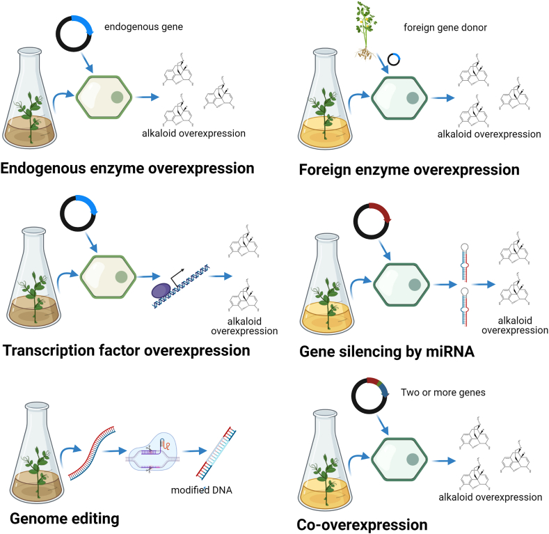 Application of metabolic engineering to enhance the content of alkaloids in medicinal plants