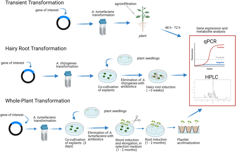 Application of metabolic engineering to enhance the content of alkaloids in medicinal plants