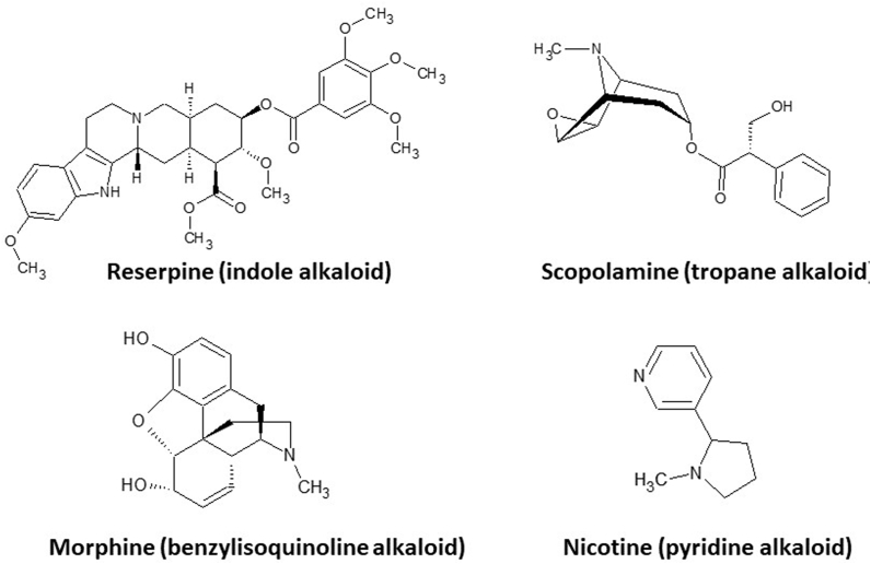 Application of metabolic engineering to enhance the content of alkaloids in medicinal plants