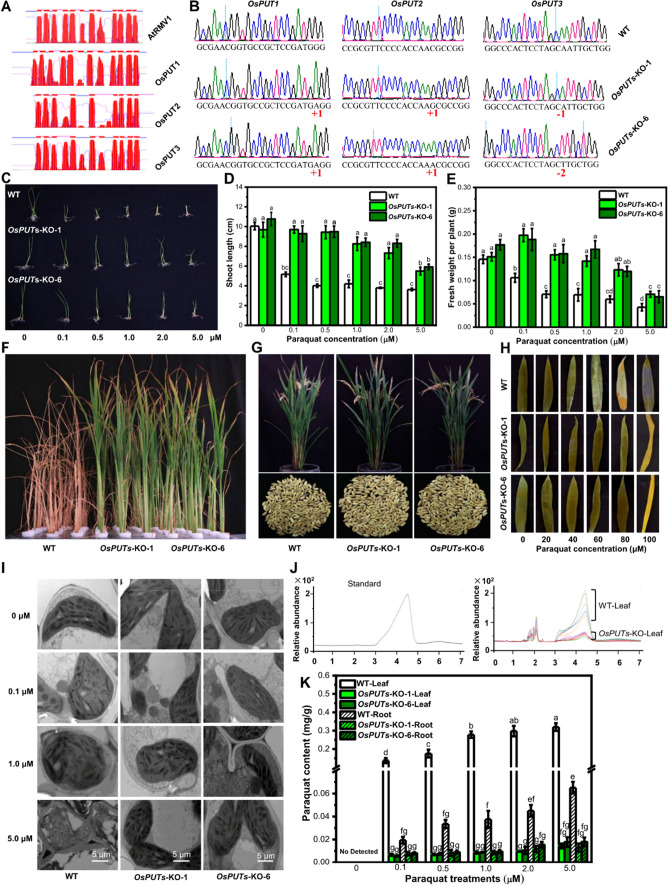 Disruption of three polyamine uptake transporter genes in rice by CRISPR/Cas9 gene editing confers tolerance to herbicide paraquat