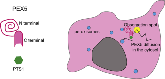 Diffusion and interaction dynamics of the cytosolic peroxisomal import receptor PEX5.