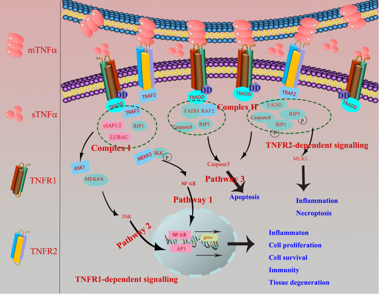 TNF-<i>α</i>/anti-TNF-<i>α</i> drugs and its effect on pregnancy outcomes.