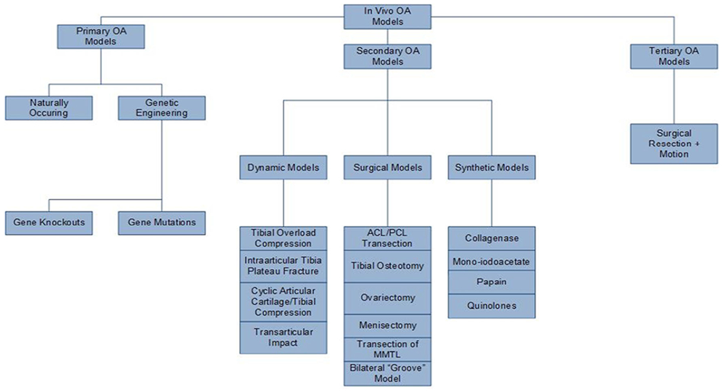 Regenerative Engineering Animal Models for Knee Osteoarthritis.