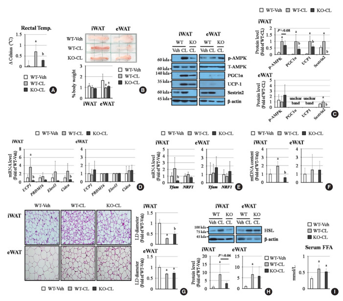 Sestrin2 Regulates Beneficial β3-Adrenergic Receptor-Mediated Effects Observed in Inguinal White Adipose Tissue and Soleus Muscle.