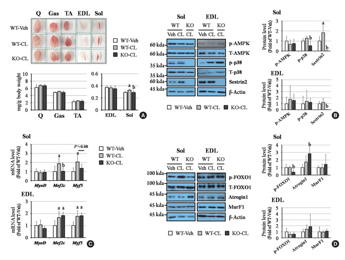 Sestrin2 Regulates Beneficial β3-Adrenergic Receptor-Mediated Effects Observed in Inguinal White Adipose Tissue and Soleus Muscle.