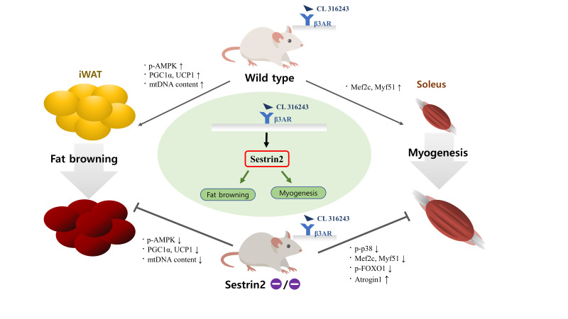 Sestrin2 Regulates Beneficial β3-Adrenergic Receptor-Mediated Effects Observed in Inguinal White Adipose Tissue and Soleus Muscle.