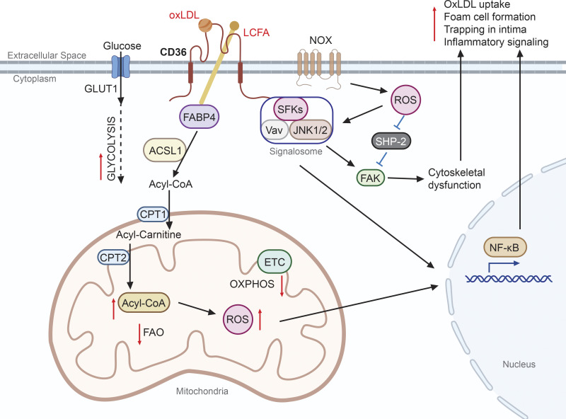 CD36, a signaling receptor and fatty acid transporter that regulates immune cell metabolism and fate.