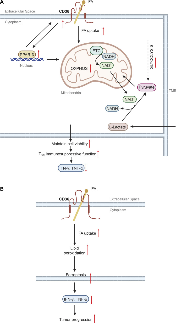 CD36, a signaling receptor and fatty acid transporter that regulates immune cell metabolism and fate.