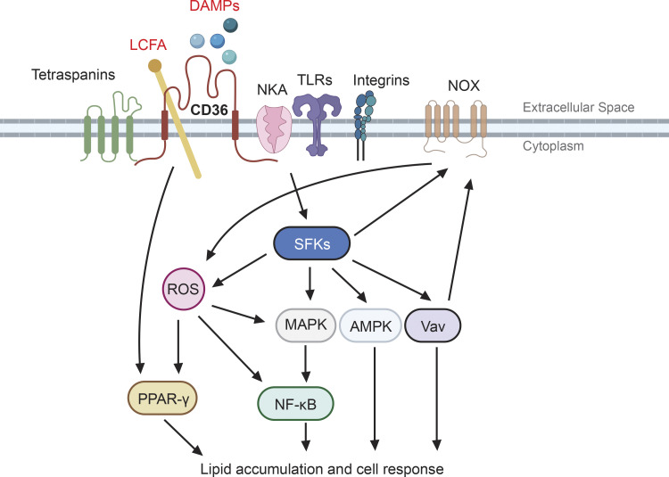 CD36, a signaling receptor and fatty acid transporter that regulates immune cell metabolism and fate.