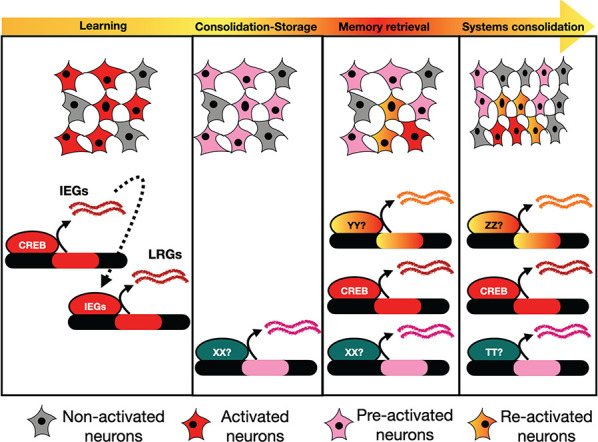 The elusive transcriptional memory trace.