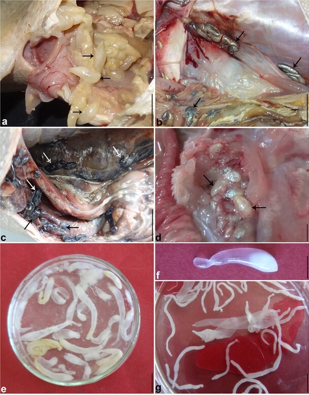 Larval cestodes infecting commercial fish of Alexandria coast along the Mediterranean Sea: morphology and phylogeny.