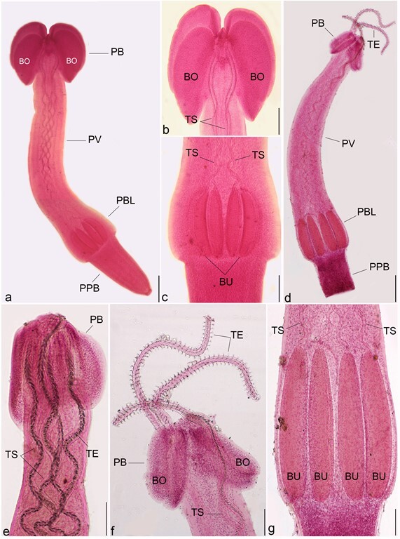 Larval cestodes infecting commercial fish of Alexandria coast along the Mediterranean Sea: morphology and phylogeny.