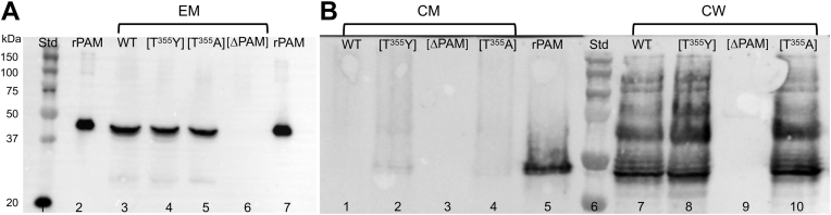 Evolution of Streptococcus pyogenes has maximized the efficiency of the Sortase A cleavage motif for cell wall transpeptidation.