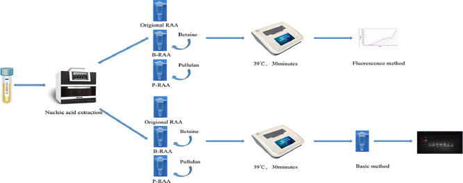 Enhancement of a recombinase-aided amplification assay using betaine and pullulan.