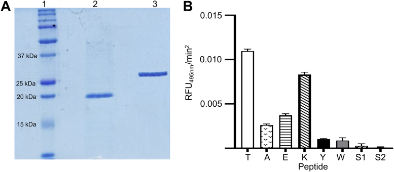 Evolution of Streptococcus pyogenes has maximized the efficiency of the Sortase A cleavage motif for cell wall transpeptidation.