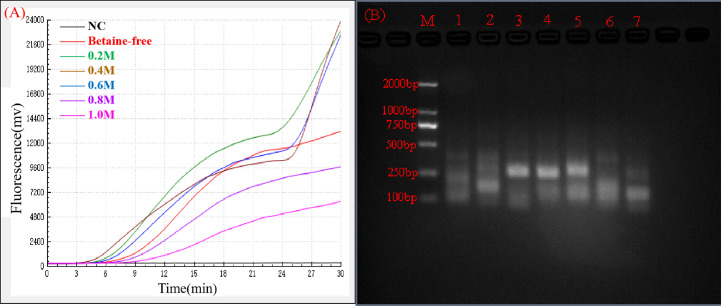 Enhancement of a recombinase-aided amplification assay using betaine and pullulan.