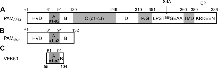 Evolution of Streptococcus pyogenes has maximized the efficiency of the Sortase A cleavage motif for cell wall transpeptidation.