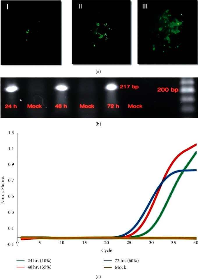 The Pathogenic Aspects of Human Parvovirus B19 NS1 Protein in Chronic and Inflammatory Diseases.