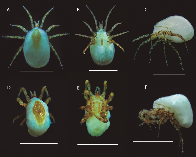 Raillietia auris (Mesostigmata: Raillietiidae) in cattle in the state of Mato Grosso do Sul, Brazil.