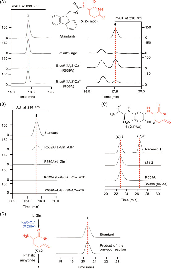 (<i>S</i>)-3-aminopiperidine-2,6-dione is a biosynthetic intermediate of microbial blue pigment indigoidine.