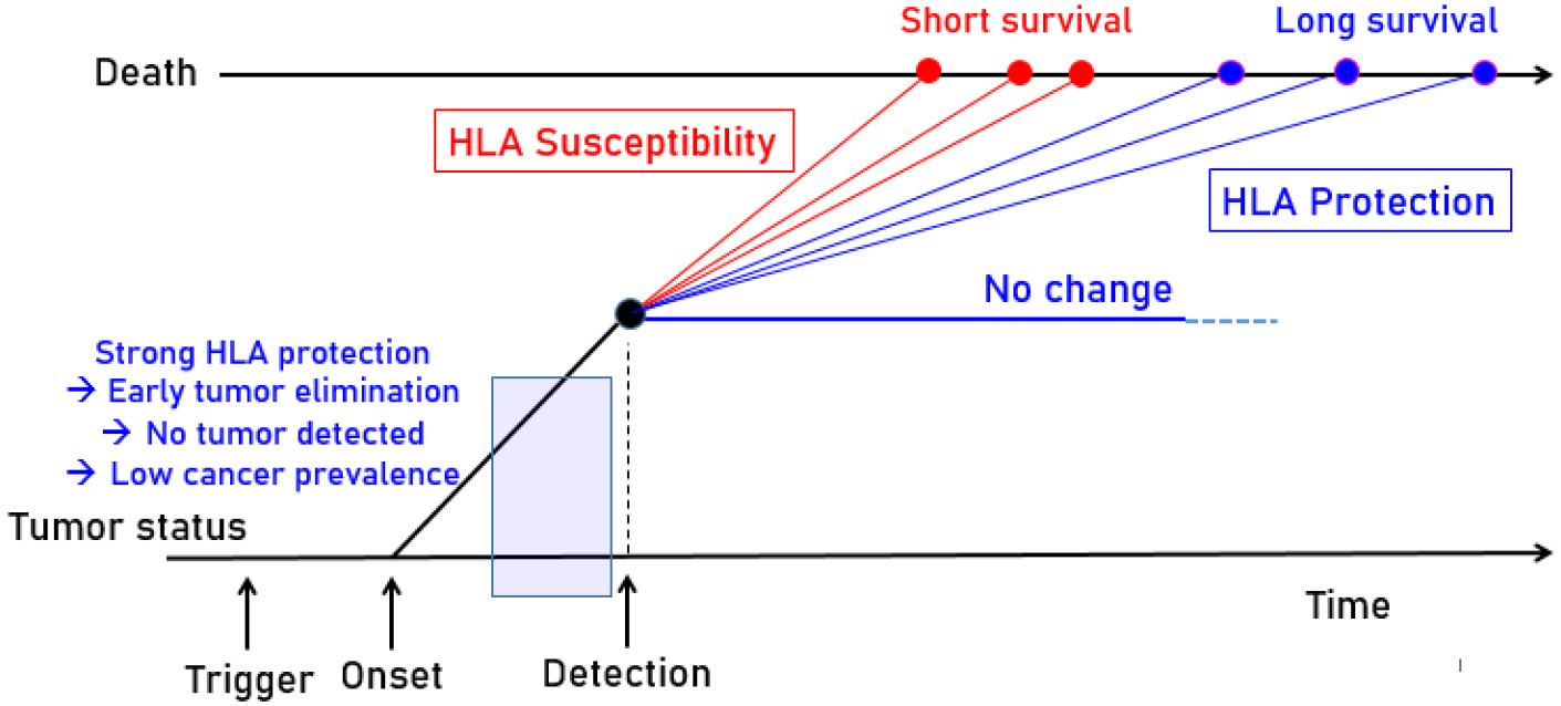 Protective and Susceptibility Effects of Human Leukocyte Antigen on Melanoma Prevalence and their Implications for Predicting Checkpoint Blockade Immunotherapy Outcomes.