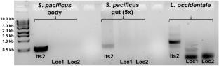 Using weapons instead of perfume: chemical association strategies of the myrmecophilous bug Scolopostethus pacificus (Rhyparochromidae)