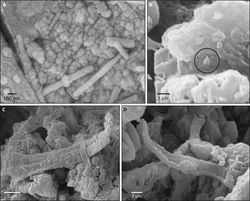 Microbial EPS-mediated amorphous calcium carbonate–monohydrocalcite–calcite transformations during early tufa deposition