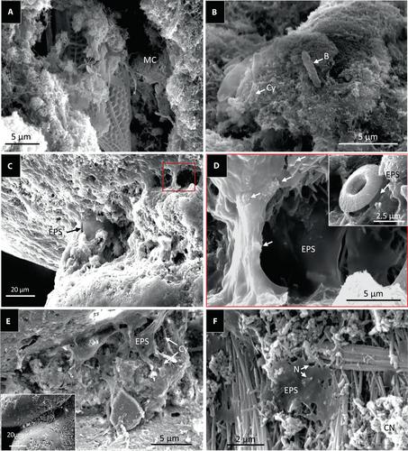 Indigenous microbial communities as catalysts for early marine cements: An in vitro study