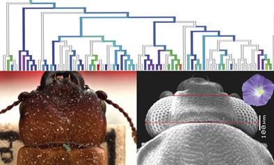 Investment in visual system predicted by floral associations in sap beetles (Coleoptera: Nitidulidae)