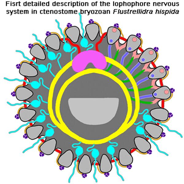 Unusual lophophore innervation in ctenostome Flustrellidra hispida (Bryozoa)