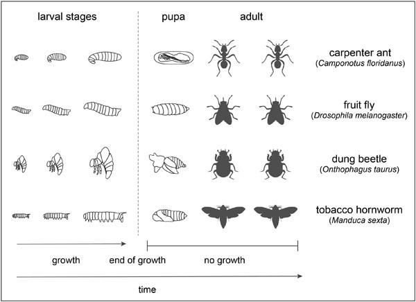 Evaluating old truths: Final adult size in holometabolous insects is set by the end of larval development