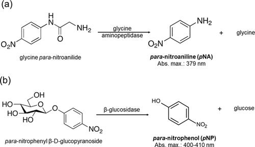 Overlooked tools for studying soil nitrogen depolymerization: Aminopeptidase assays using nitroanilide substrates