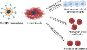 Bioengineered PLEKHA7 nanodelivery regularly induces behavior alteration and growth retardation of acute myeloid leukemia