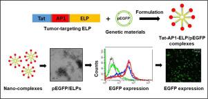 Application of bioengineered elastin-like polypeptide-based system for targeted gene delivery in tumor cells