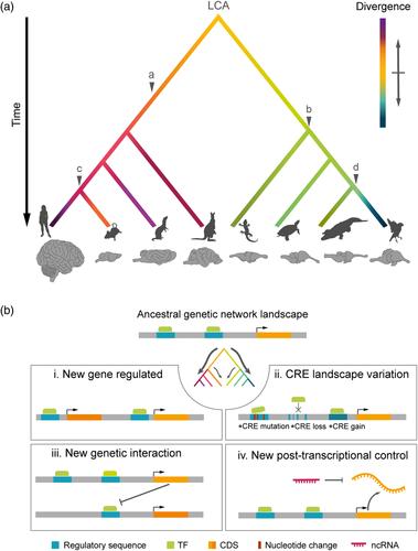 Evolution of genetic mechanisms regulating cortical neurogenesis