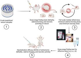 Evaluation of lethality and cytotoxic effects induced by Naja ashei (large brown spitting cobra) venom and the envenomation-neutralizing efficacy of selected commercial antivenoms in Kenya