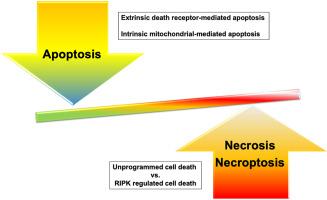 The myth of cobra venom cytotoxin: More than just direct cytolytic actions