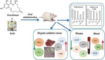 Does probiotic Kefir reduce dyslipidemia, hematological disorders and oxidative stress induced by zearalenone toxicity in wistar rats?