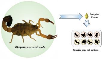 Antifungal activity of Rhopalurus crassicauda venom against Candida spp.