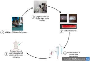 Preclinical efficacy testing of three antivenoms against Naja ashei venom-induced lethality