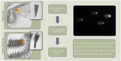 An investigation into the toxicity of tissue extracts from two distinct marine Polychaeta