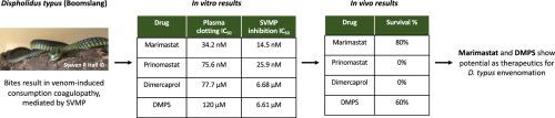 In vitro and in vivo preclinical venom inhibition assays identify metalloproteinase inhibiting drugs as potential future treatments for snakebite envenoming by Dispholidus typus