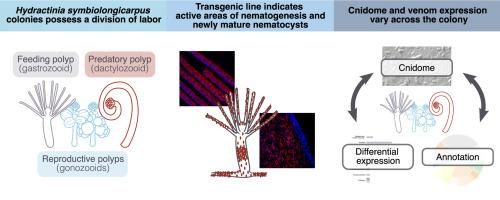 Venom system variation and the division of labor in the colonial hydrozoan Hydractinia symbiolongicarpus