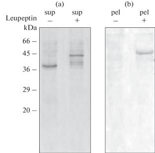 N-Terminal Fragment of Vimentin Is Responsible for Binding of Mitochondria In Vitro